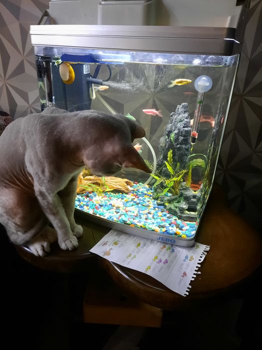 Пропал кот. Нижняя пятилетка.