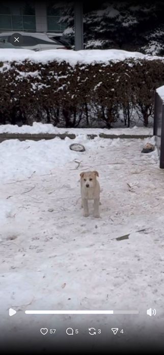 Щеночки в добрые руки