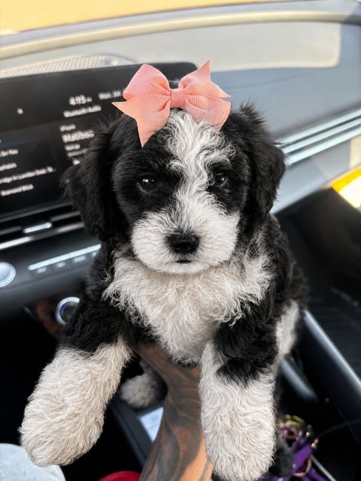 Caniche poodle mini toy