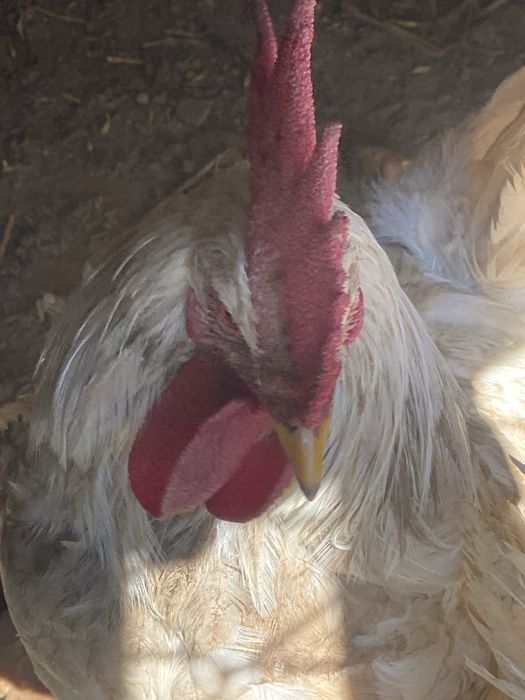 Xoroz 5ta bor kotta 6oyli