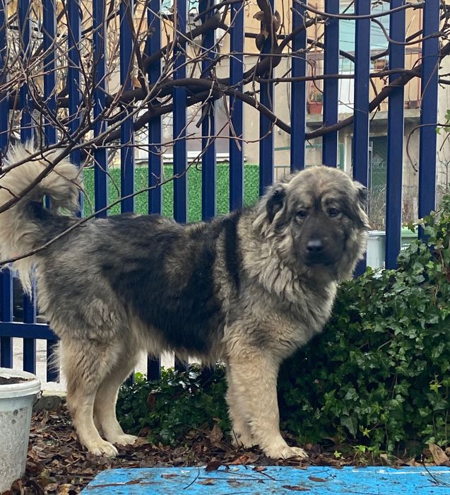 Мецанка търси дом