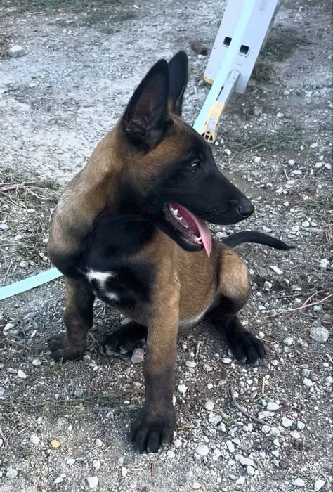 Ciobanesc Belgian Malinois