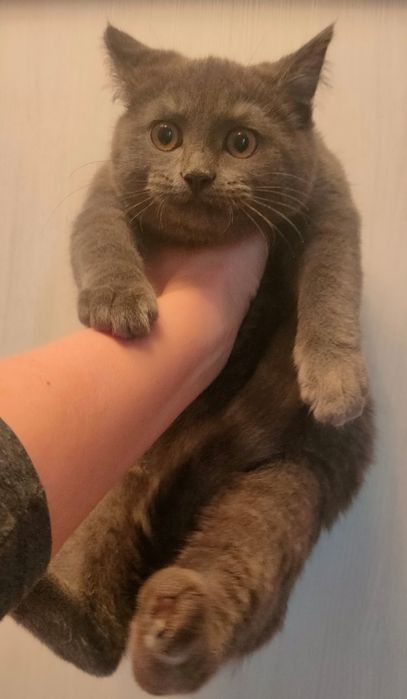 Кошечка Голубая шотландская