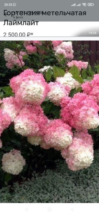 Продам детки гортензии