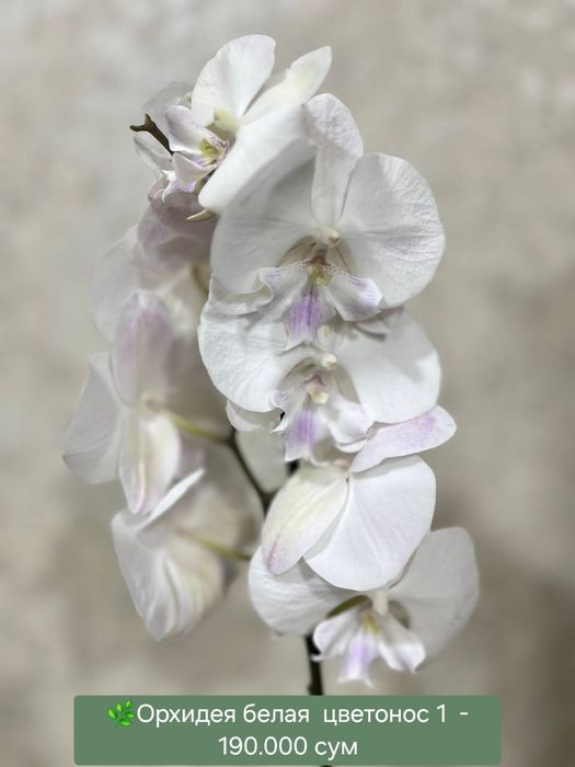Красивые Орхидеи