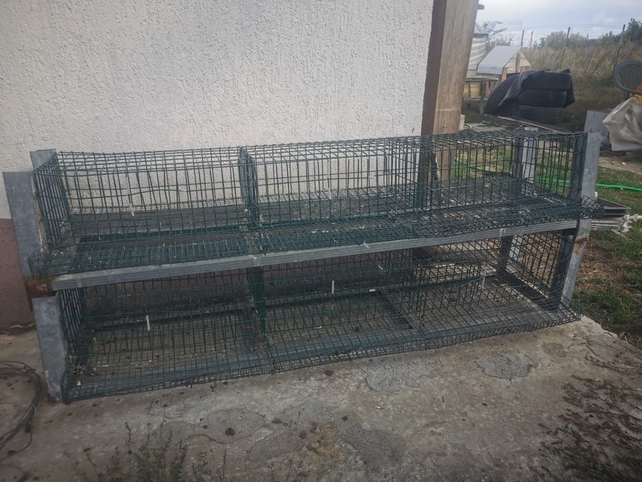 Custi prepelite!