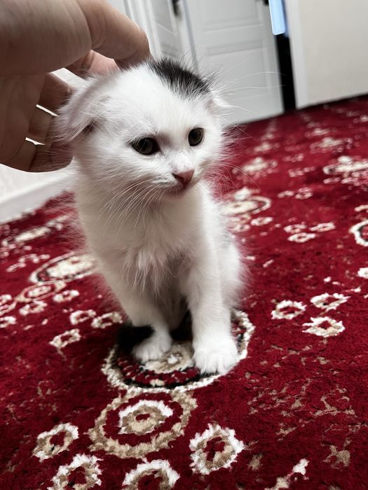 Scottish Fold, erkak