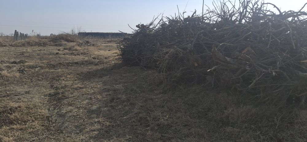 Daraxt kundalari sotiladi. arzon