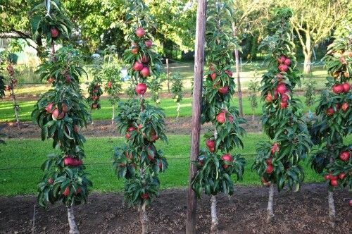 Pomi columnari fructiferi