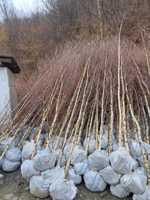 Mesteacan Tei Frasin Stejar Catalpa Liliac etc