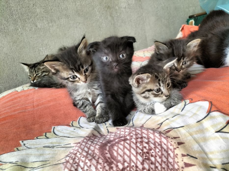 Отдам котят в добрые руки