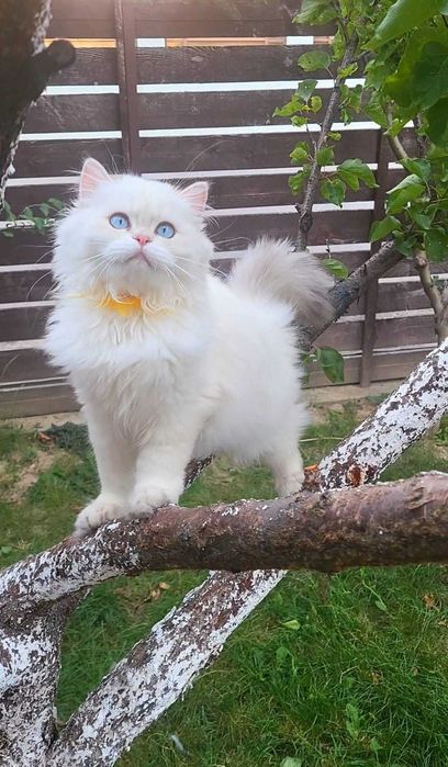 Fetita British Longhair alba cu ochi albastri superba