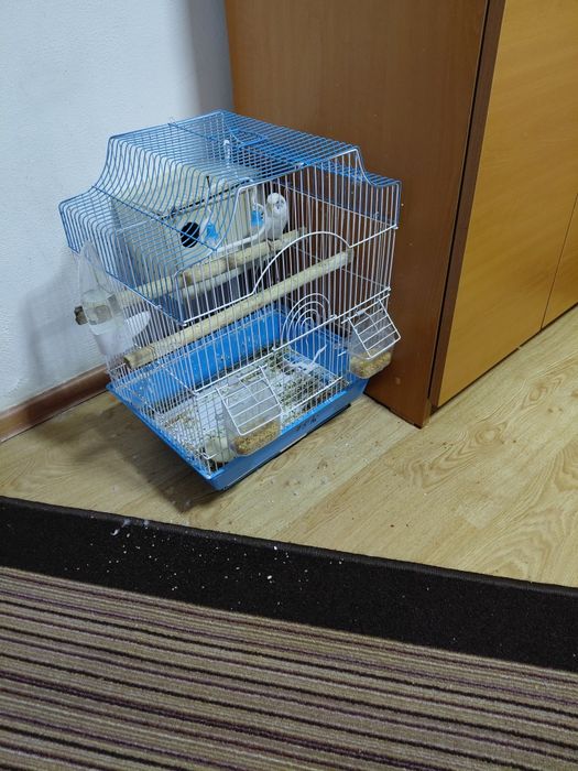 Peruș   cu   colivie