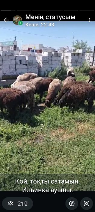 Продам баран оптом