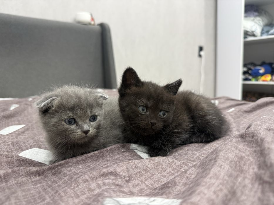 Отдам в добрые руки