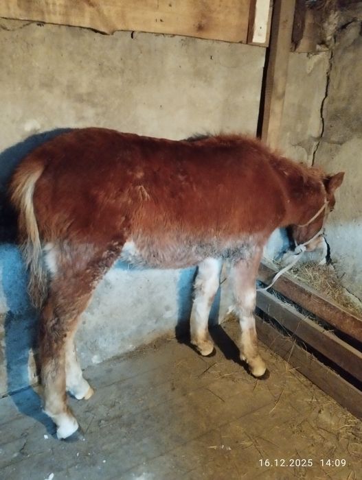 Продам жабагы, еркек