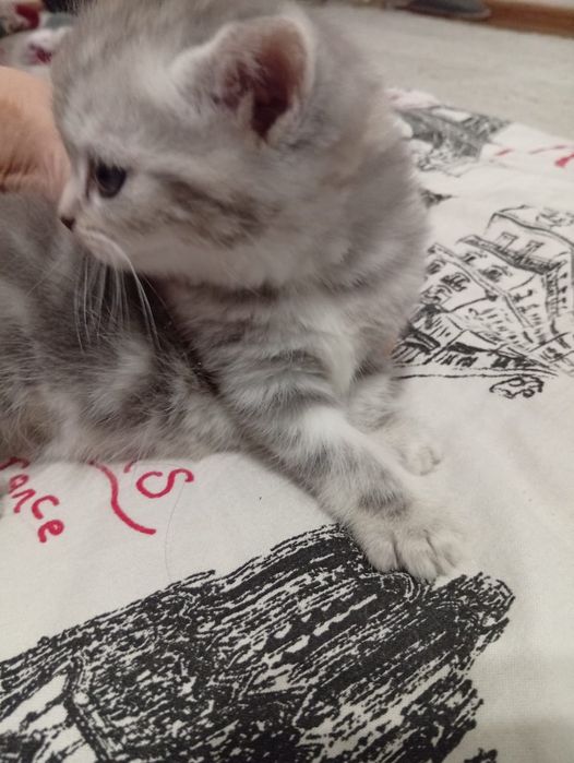 Scottish Straight Fold