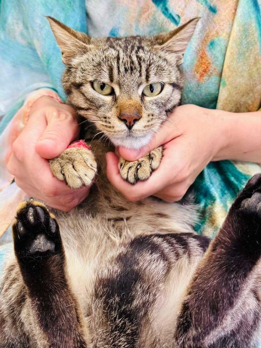 Мъжко коте търси дом