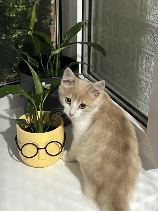 Котенок мальчик