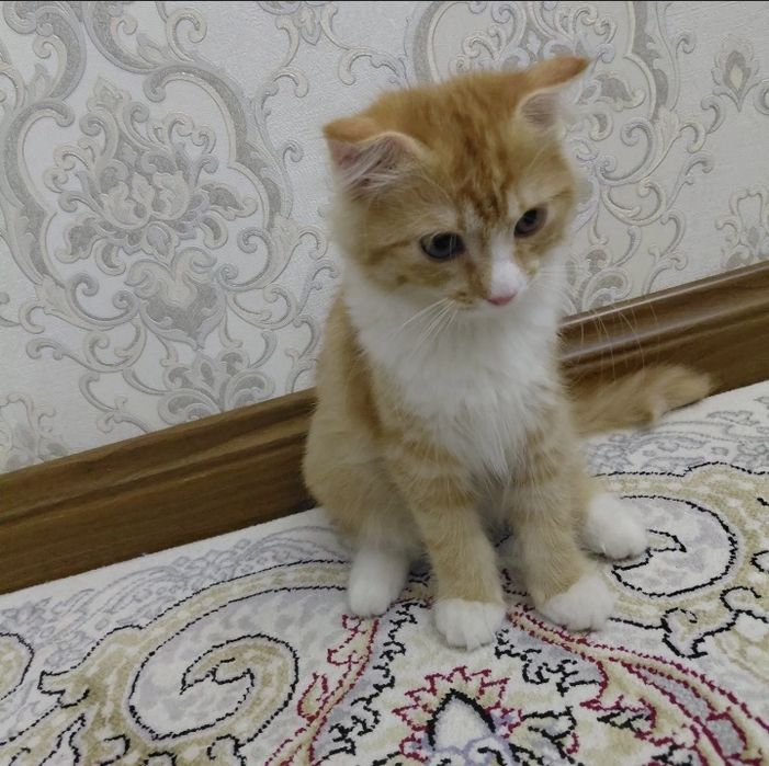 Mushuk xadyaga bervoraman