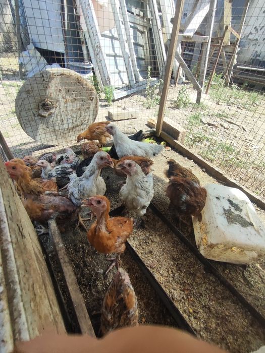 Продам домашних цыплят