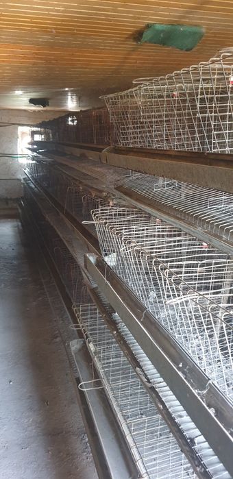 Tovuq setska sotiladi xitoyniki