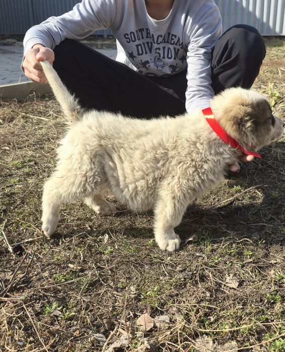 Алабай щенки сао