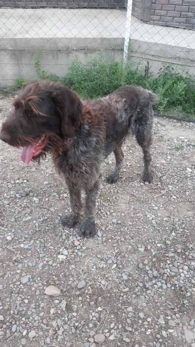 Дратхаар кабель Родословной вязка