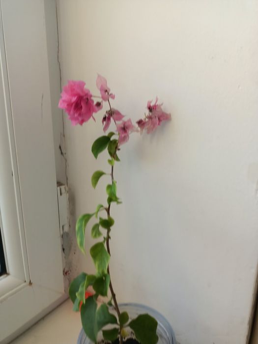 Комнатные цветы продается