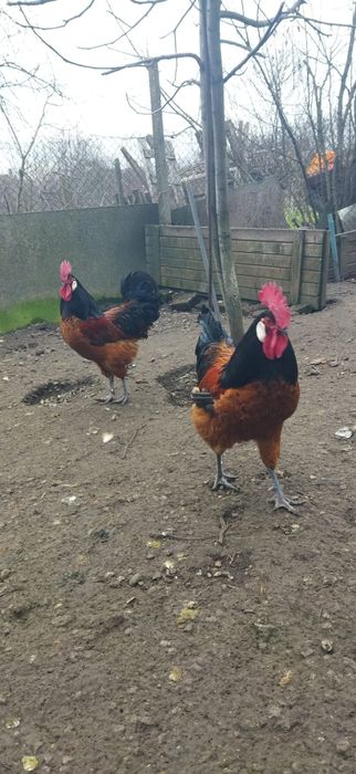 Ouă Vorwerk de la găini 2025