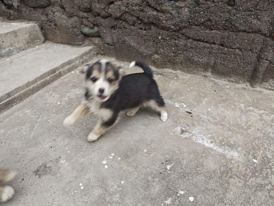 Собачки бесплатно