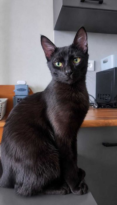 Ласковый котик ищет дом, кастрирован
