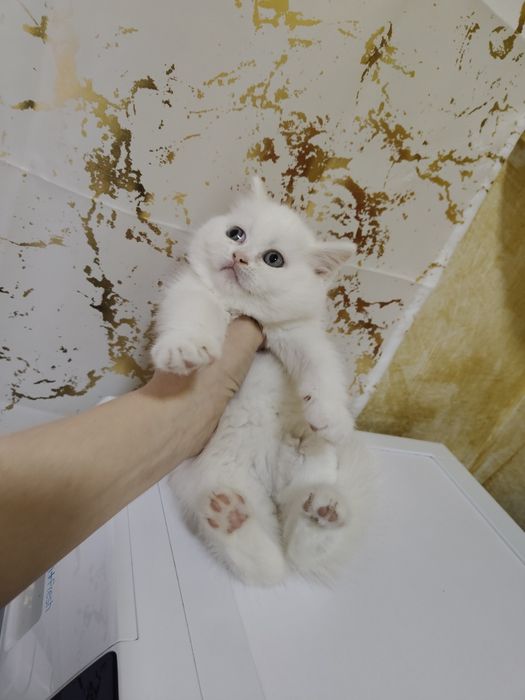 Котята О. 1 Snowy BRI w62 .