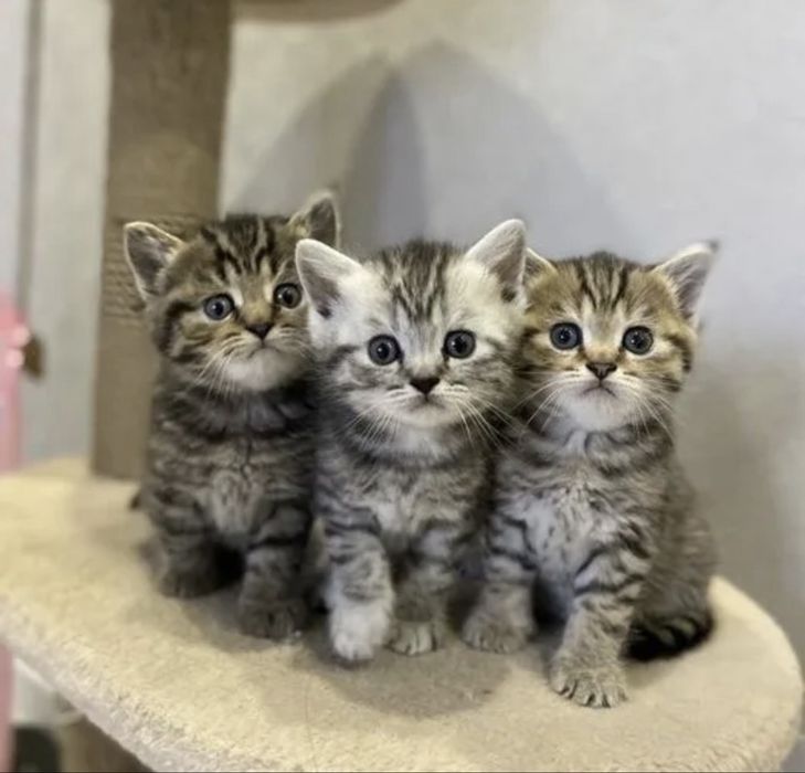 Котятки •Золото»Вискас