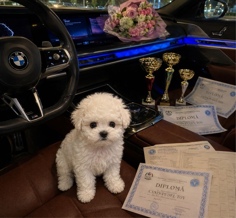 Caniche poodle pudel mini toy