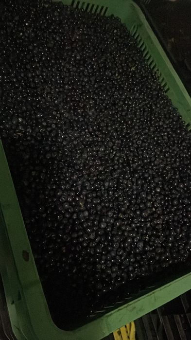 Afine de pădure bio