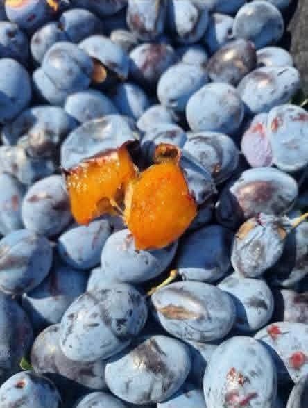 Prune de tuica calitate
