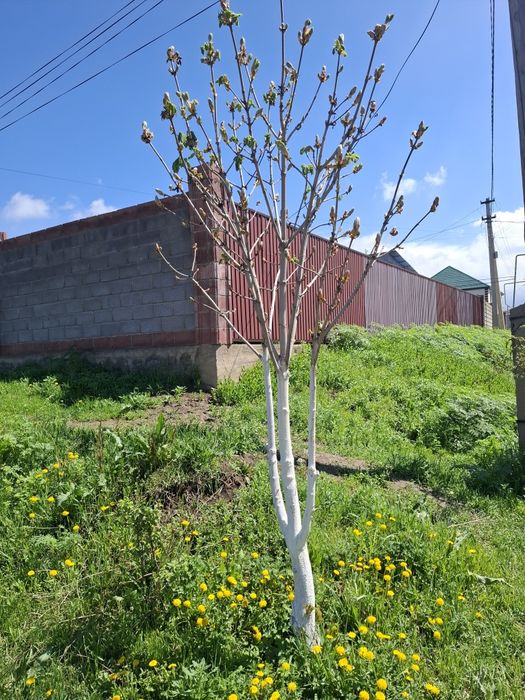 Саженцы каштан 3.5 метр