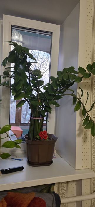 Долларовое дерево / замиокулькас