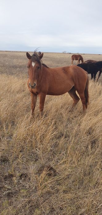 Байтал сатылады!