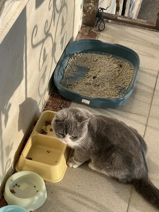 британский короткошёрстный (British Shorthair).