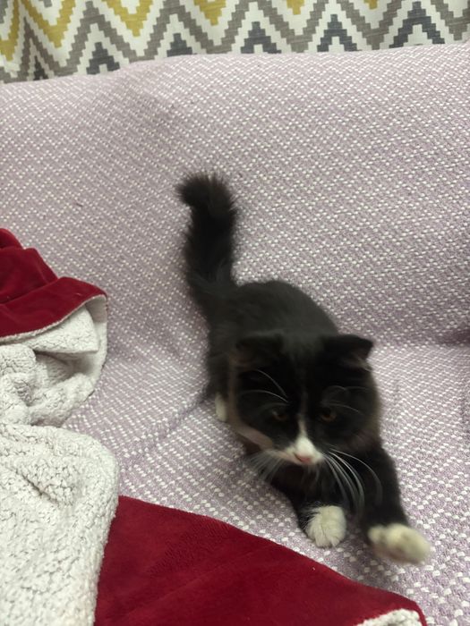 Котенок в добрые руки