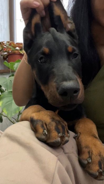 Продам шенка дрбермана