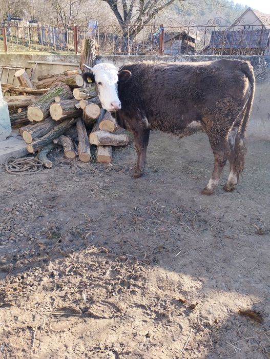 Vând junincă gestanta!