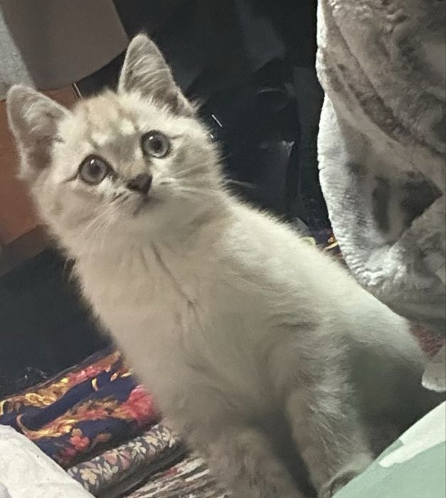 siamskiy mushukcha sotiladi