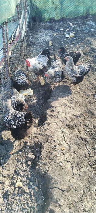 Wyandotte familie 6+1