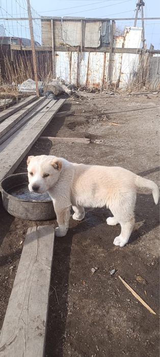 Продаются щенки Төбета