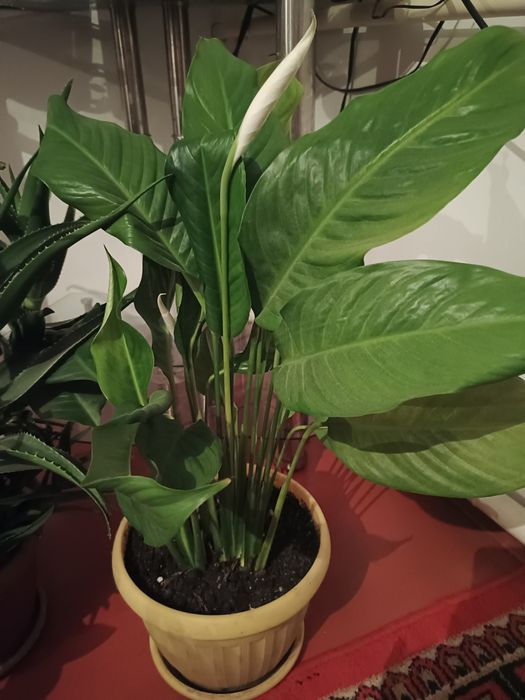 Цветы домашние живые экологически