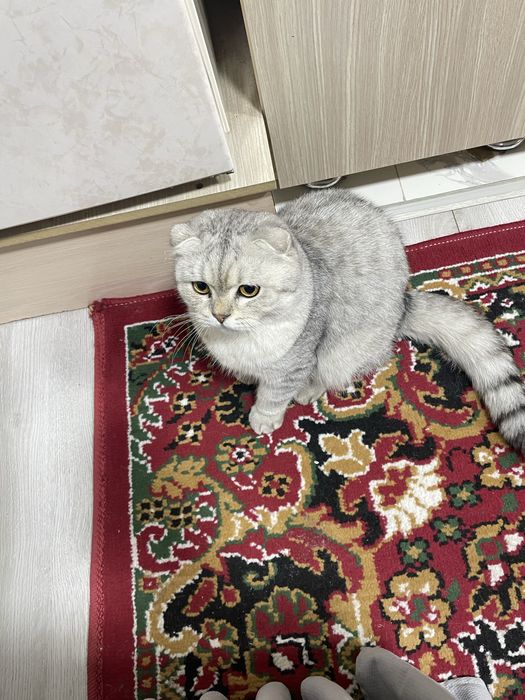 Серебрести шиншила скотш фолт
