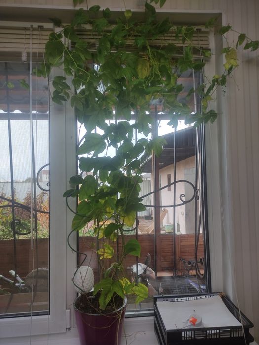 Пасифлора (маракуйя)